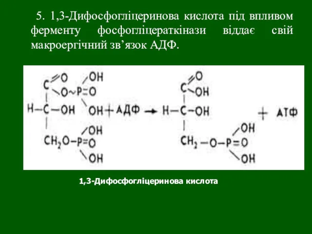 5. 1,3-Дифосфогліцеринова кислота під впливом ферменту фосфогліцераткінази віддає свій макроергічний зв’язок АДФ. 1,3-Дифосфогліцеринова кислота