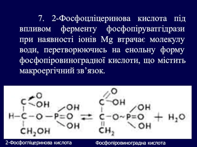 7. 2-Фосфоцліцеринова кислота під впливом ферменту фосфопіруватгідрази при наявності іонів