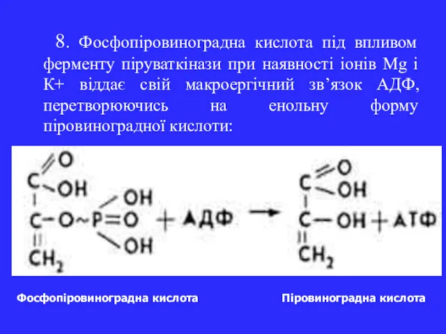 8. Фосфопіровиноградна кислота під впливом ферменту піруваткінази при наявності іонів