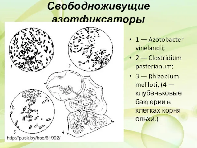 Свободноживущие азотфиксаторы 1 — Azotobacter vinelandii; 2 — Clostridium pasterianum;
