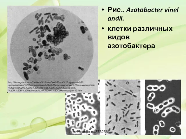 Рис.. Azotobacter vinelandii. клетки различных видов азотобактера
