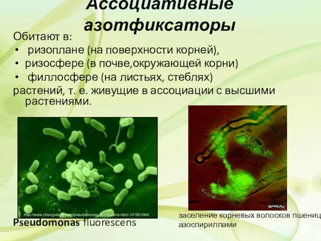 Ассоциативные азотфиксаторы Обитают в: ризоплане (на поверхности корней), ризосфере (в