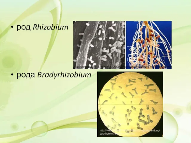 род Rhizobium рода Bradyrhizobium