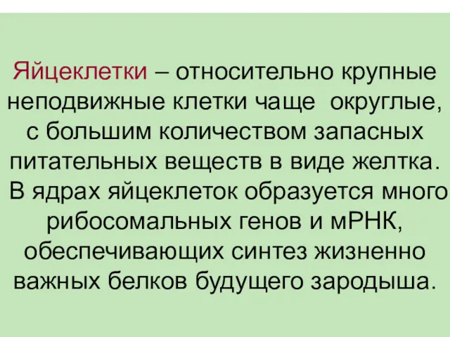 Яйцеклетки – относительно крупные неподвижные клетки чаще округлые, с большим