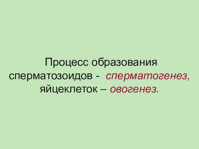 Процесс образования сперматозоидов - сперматогенез, яйцеклеток – овогенез.