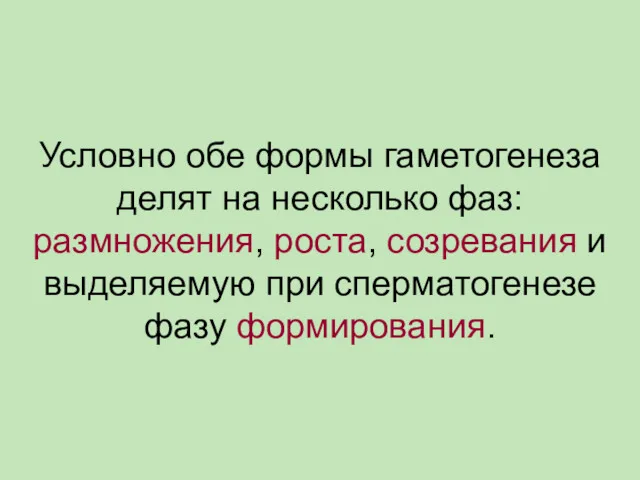 Условно обе формы гаметогенеза делят на несколько фаз: размножения, роста,