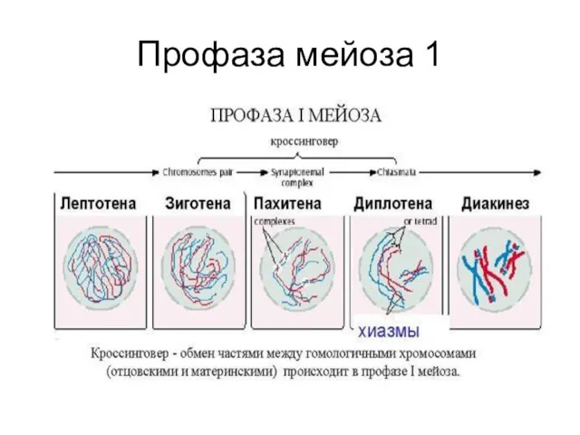 Профаза мейоза 1