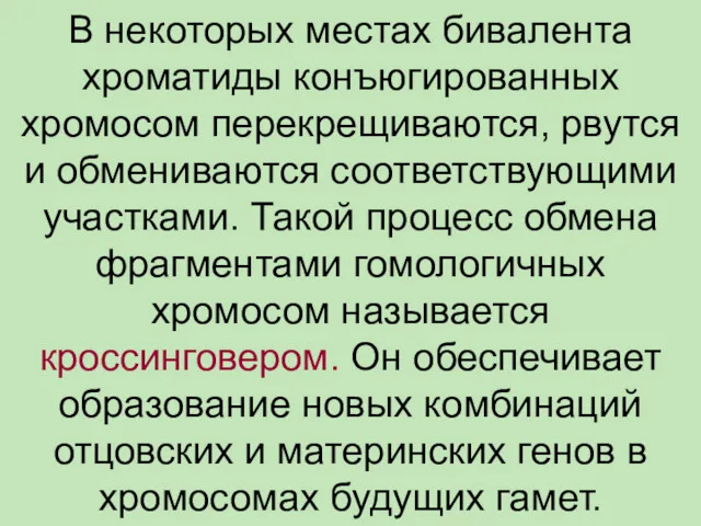 В некоторых местах бивалента хроматиды конъюгированных хромосом перекрещиваются, рвутся и