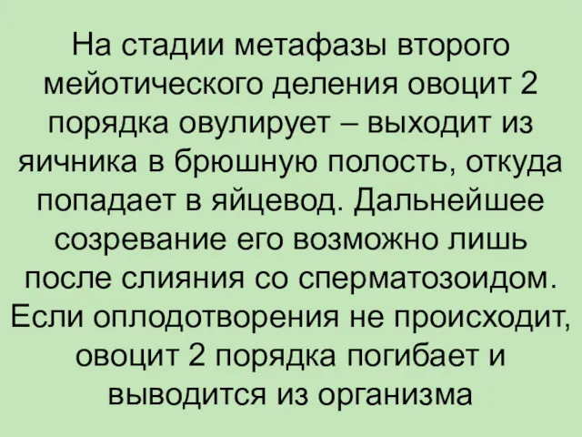 На стадии метафазы второго мейотического деления овоцит 2 порядка овулирует