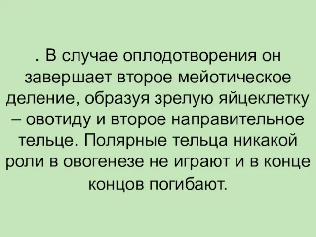 . В случае оплодотворения он завершает второе мейотическое деление, образуя