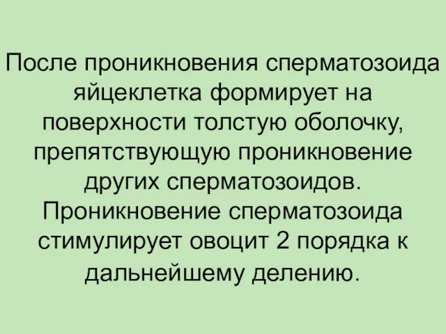 После проникновения сперматозоида яйцеклетка формирует на поверхности толстую оболочку, препятствующую