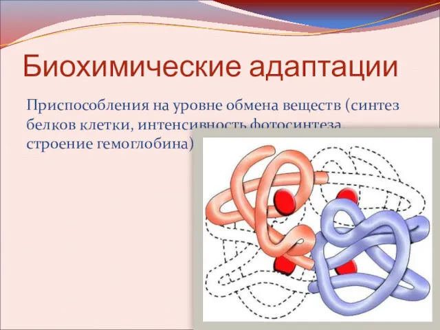 Биохимические адаптации Приспособления на уровне обмена веществ (синтез белков клетки, интенсивность фотосинтеза, строение гемоглобина)