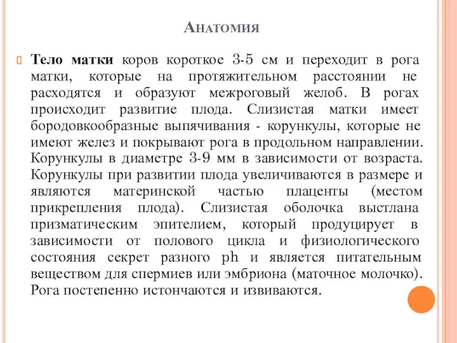 Анатомия Тело матки коров короткое 3-5 см и переходит в