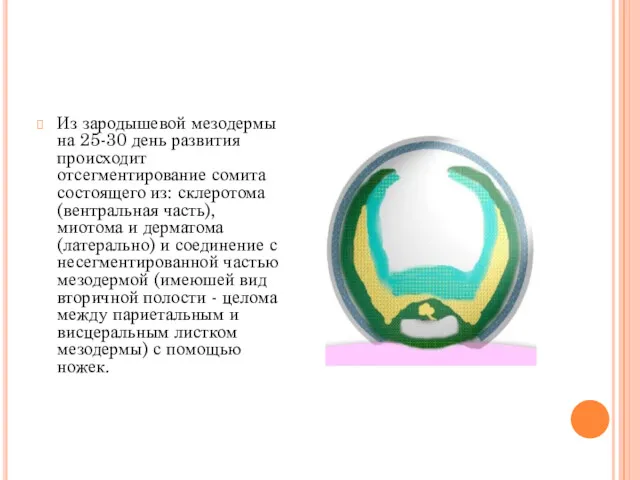 Из зародышевой мезодермы на 25-30 день развития происходит отсегментирование сомита состоящего из: склеротома