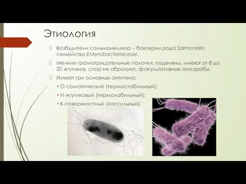 Этиология Возбудители сальмонеллеза – бактерии рода Salmonella семейства Enterobacteriaceae. Мелкие грамотрицательные палочки, подвижны,