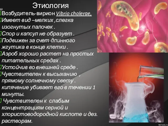 Возбудитель-вирион Vibrio cholerae, Имеет вид –мелких ,слегка изогнутых палочек .