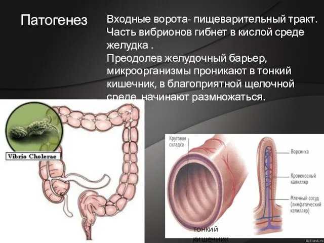 Входные ворота- пищеварительный тракт. Часть вибрионов гибнет в кислой среде