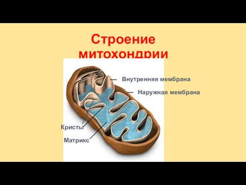 Строение митохондрии Внутренняя мембрана Наружная мембрана Кристы Матрикс