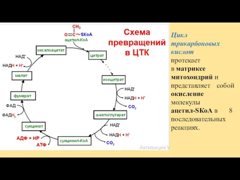 Цикл трикарбоновых кислот протекает в матриксе митохондрий и представляет собой