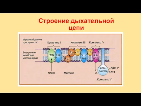 Строение дыхательной цепи