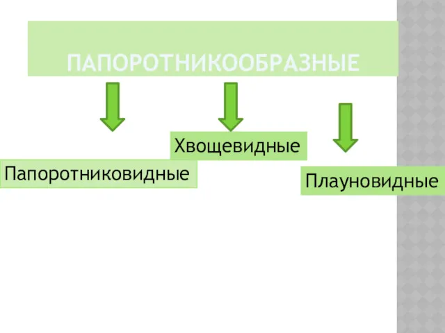 ПАПОРОТНИКООБРАЗНЫЕ Папоротниковидные Хвощевидные Плауновидные