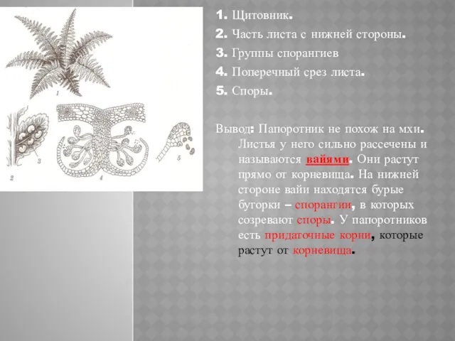 1. Щитовник. 2. Часть листа с нижней стороны. 3. Группы