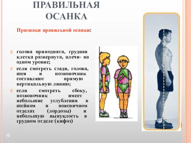 ПРАВИЛЬНАЯ ОСАНКА голова приподнята, грудная клетка развернута, плечи- на одном