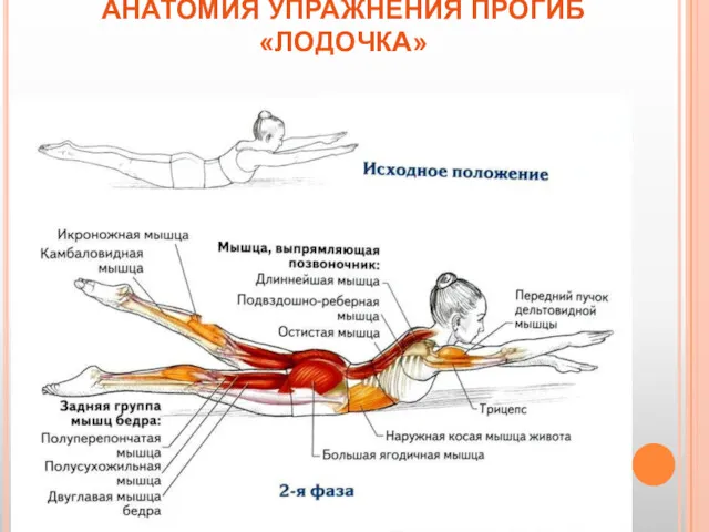 АНАТОМИЯ УПРАЖНЕНИЯ ПРОГИБ «ЛОДОЧКА»