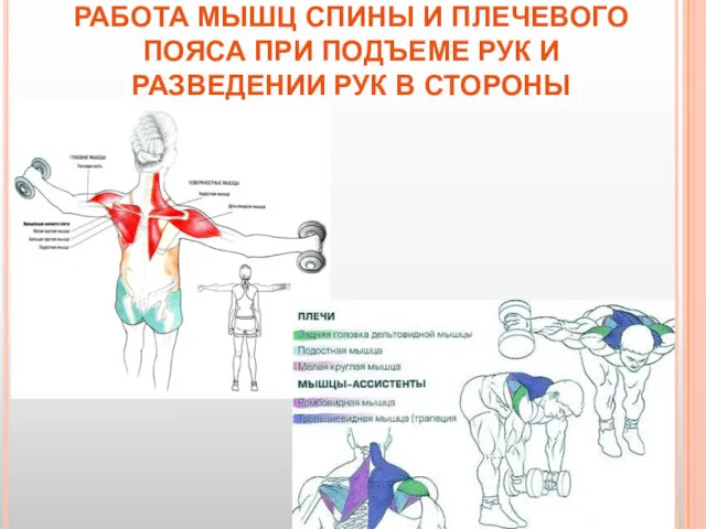 РАБОТА МЫШЦ СПИНЫ И ПЛЕЧЕВОГО ПОЯСА ПРИ ПОДЪЕМЕ РУК И РАЗВЕДЕНИИ РУК В СТОРОНЫ