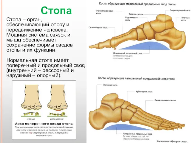 Стопа – орган, обеспечивающий опору и передвижение человека. Мощная система