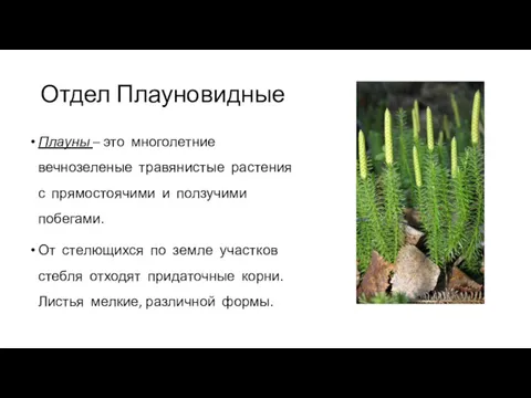 Отдел Плауновидные Плауны – это многолетние вечнозеленые травянистые растения с