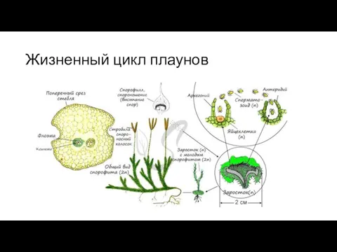 Жизненный цикл плаунов