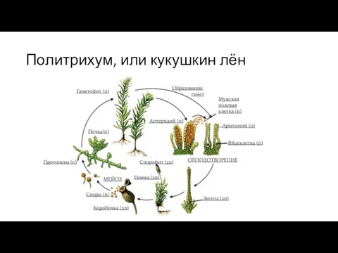 Политрихум, или кукушкин лён