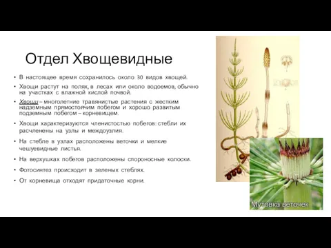 Отдел Хвощевидные В настоящее время сохранилось около 30 видов хвощей.