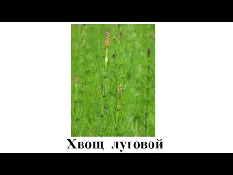 Хвощ луговой