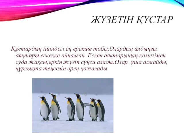 ЖҮЗЕТІН ҚҰСТАР Құстардың ішіндегі ең ерекше тобы.Олардың алдыңғы аяқтары ескекке айналған. Ескек аяқтарының