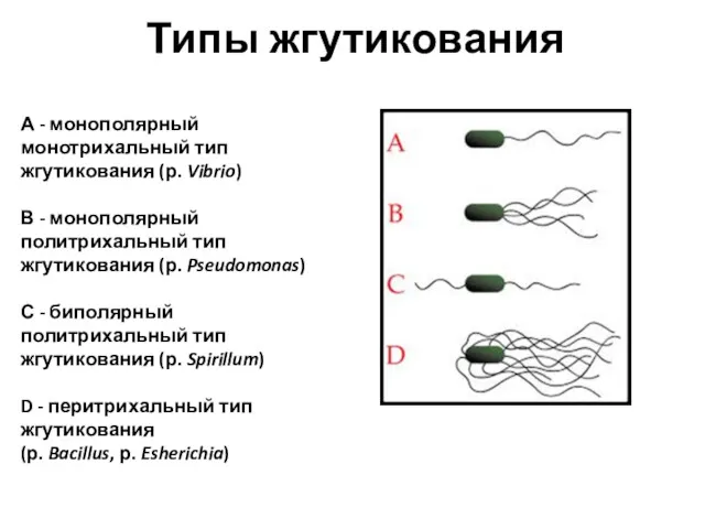 Типы жгутикования А - монополярный монотрихальный тип жгутикования (р. Vibrio)