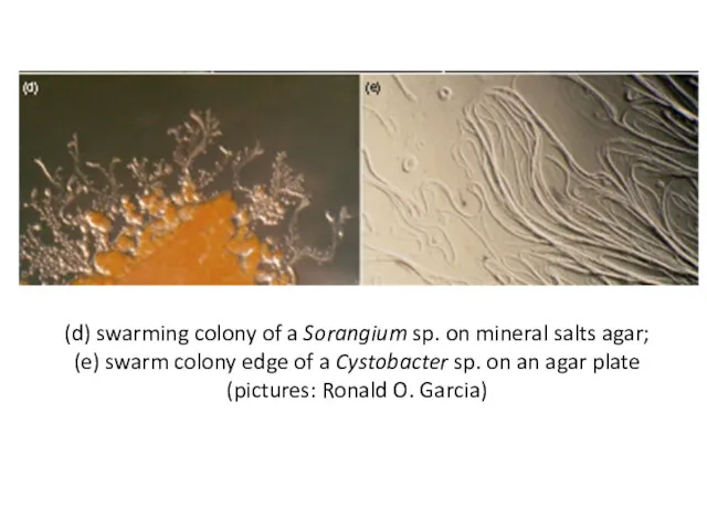 (d) swarming colony of a Sorangium sp. on mineral salts