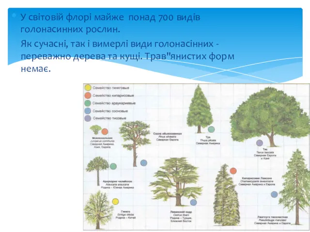 У світовій флорі майже понад 700 видів голонасинних рослин. Як