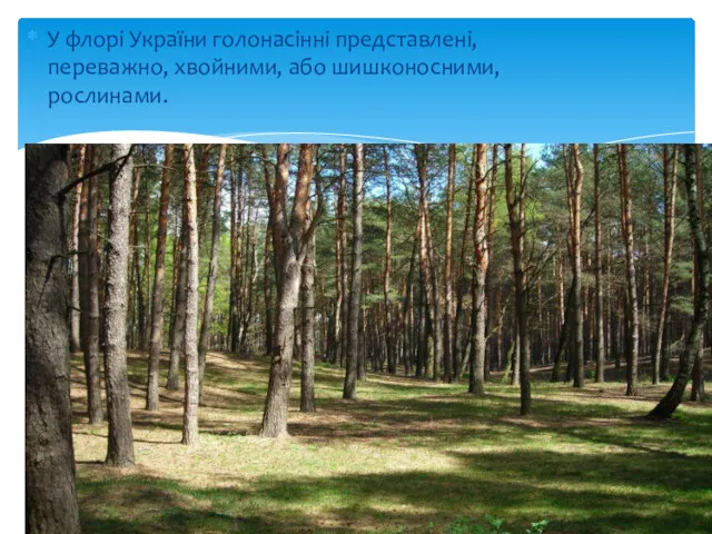 У флорі України голонасінні представлені, переважно, хвойними, або шишконосними, рослинами.