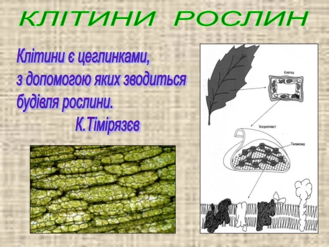 КЛІТИНИ РОСЛИН Клітини є цеглинками, з допомогою яких зводиться будівля рослини. К.Тімірязєв