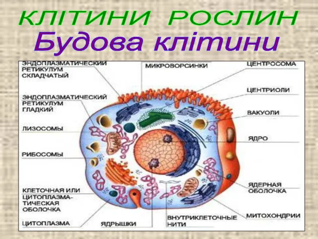 КЛІТИНИ РОСЛИН Будова клітини