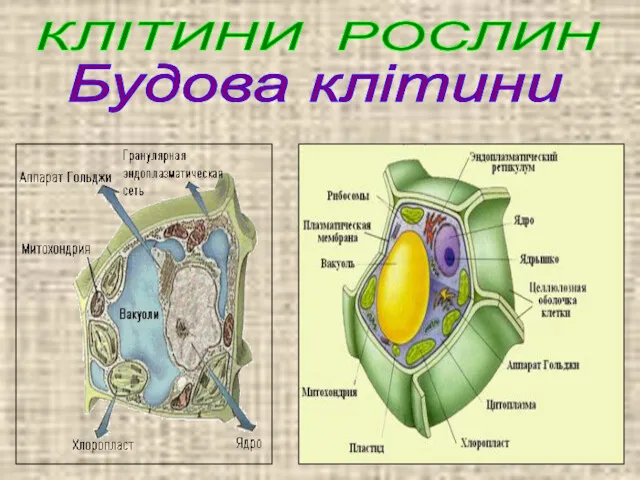 КЛІТИНИ РОСЛИН Будова клітини