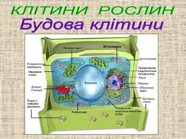 КЛІТИНИ РОСЛИН Будова клітини