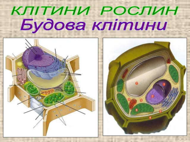 КЛІТИНИ РОСЛИН Будова клітини