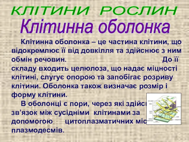 Клітинна оболонка – це частина клітини, що відокремлює її від