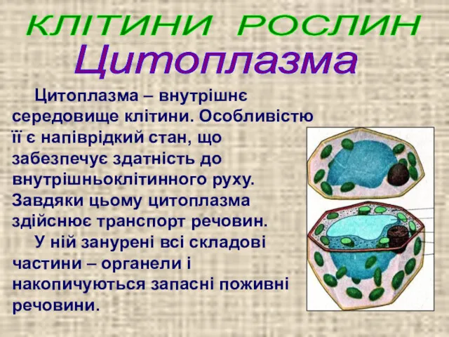 Цитоплазма – внутрішнє середовище клітини. Особливістю її є напіврідкий стан,