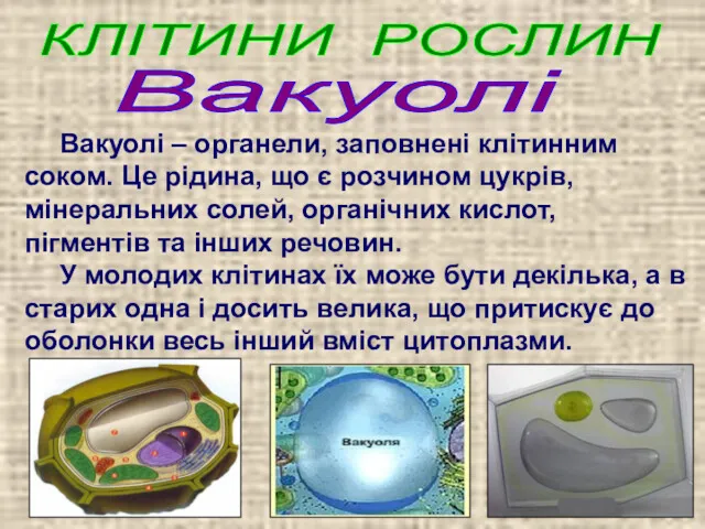 КЛІТИНИ РОСЛИН Вакуолі – органели, заповнені клітинним соком. Це рідина,