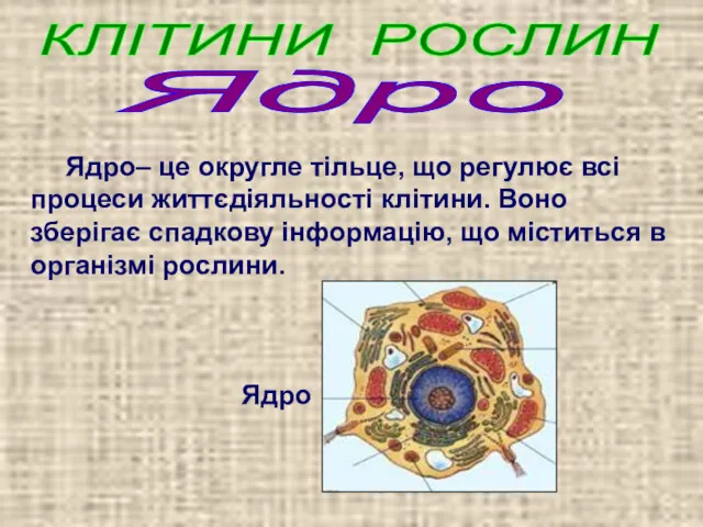 Ядро– це округле тільце, що регулює всі процеси життєдіяльності клітини.