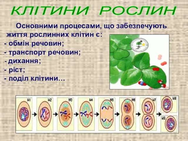 КЛІТИНИ РОСЛИН Основними процесами, що забезпечують життя рослинних клітин є: